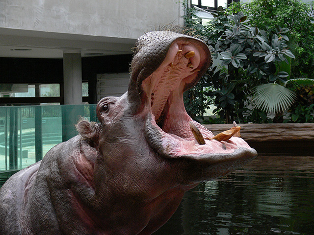 Zdjęcie przedstawia zbliżenie na rozdziawiony pysk hipopotama.